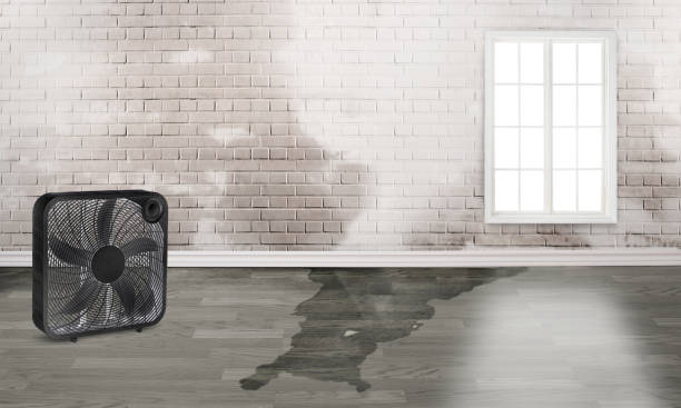 Best Professional water damage repair  in Tavernier, FL