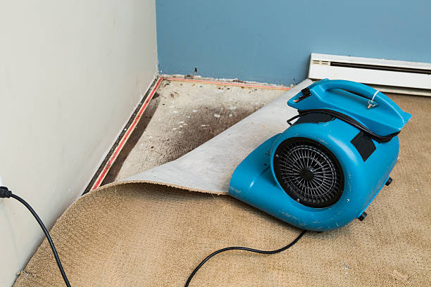Best Water damage cleanup near me  in Tavernier, FL
